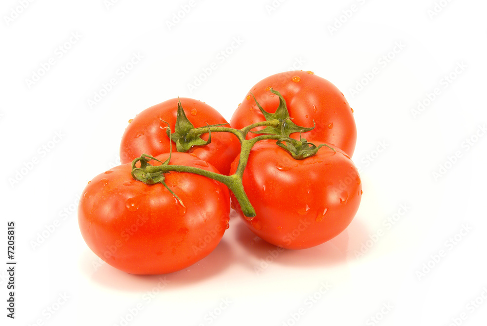 fresh tomatoes with stem and water drops fresh tomatoes with stem and water drops