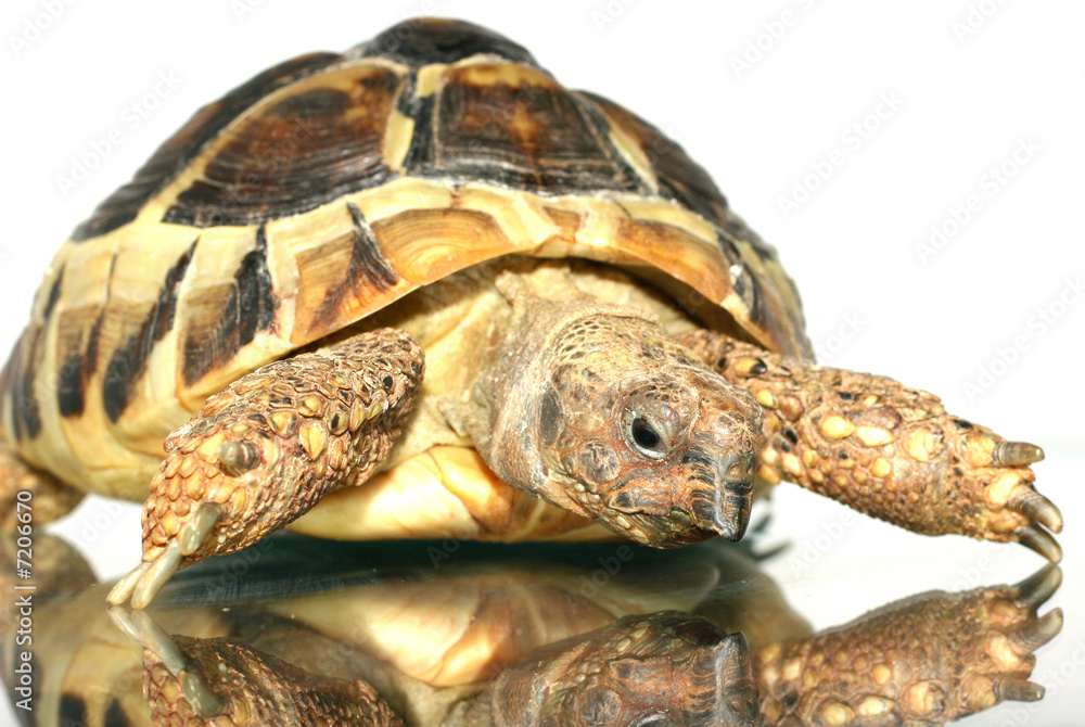 Naklejka premium turtle 1