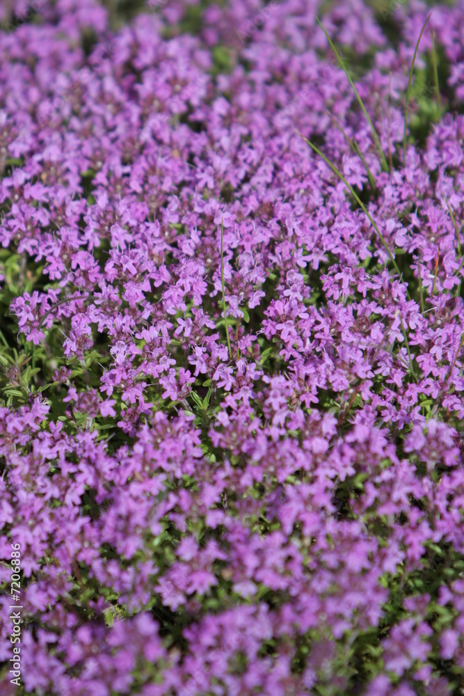 Purple flowers