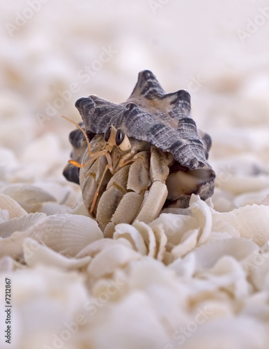 Macro Hermit Crab