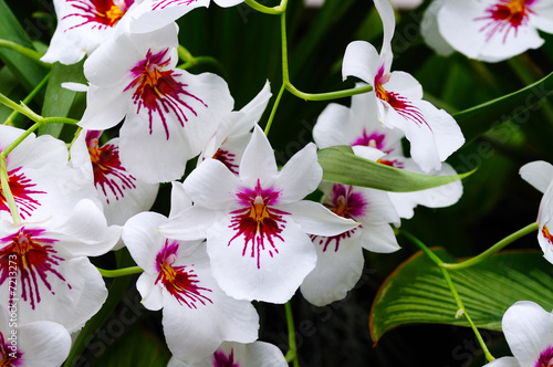 Miltonia orchid © Daniel Krylov