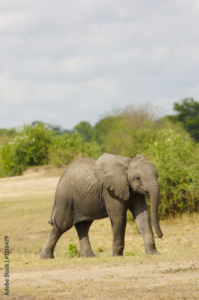 African Elephant