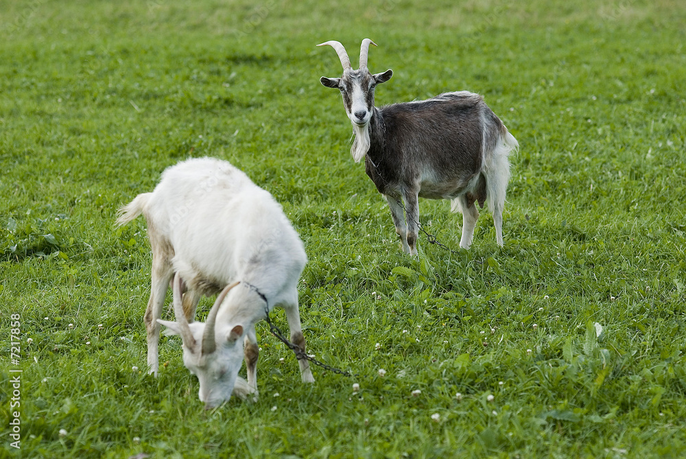 Fototapeta premium How to draw goat's attention