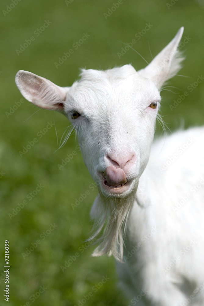 Obraz premium Tongue of a goat