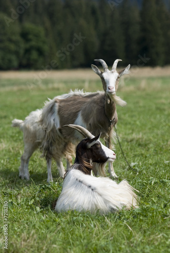 Herd of goats