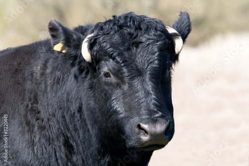 Face of black cow