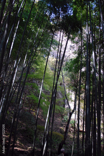 glade in a bamboo forest