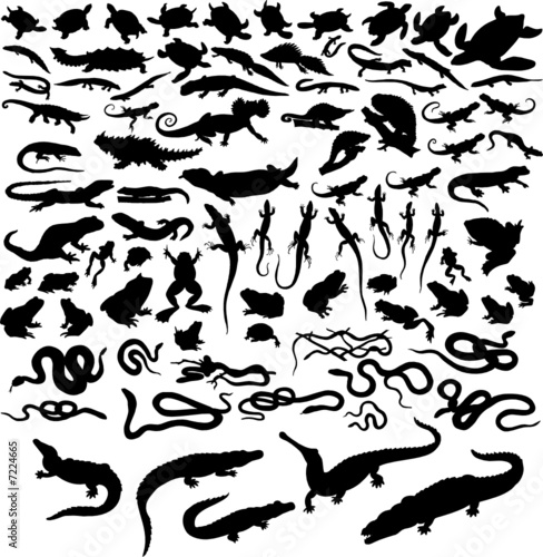 reptiles