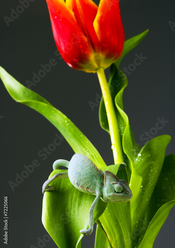 Chameleon & Tulip