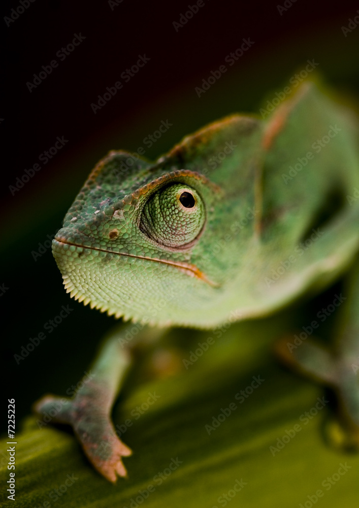 Obraz premium Chameleon