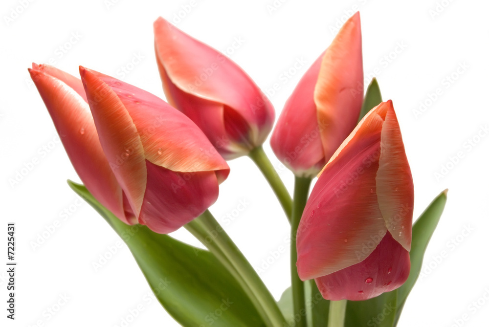 flower tulip of red color flower tulip of red color