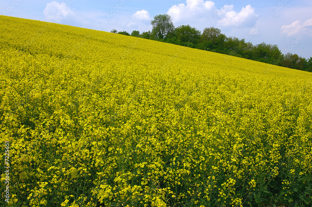 Obraz premium champ de colza 1