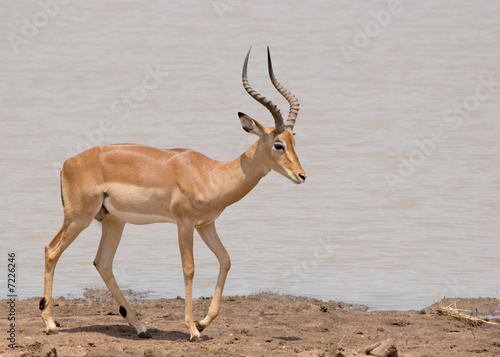 Impala next to waterhole