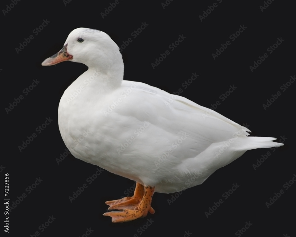 Obraz premium White duck with black background