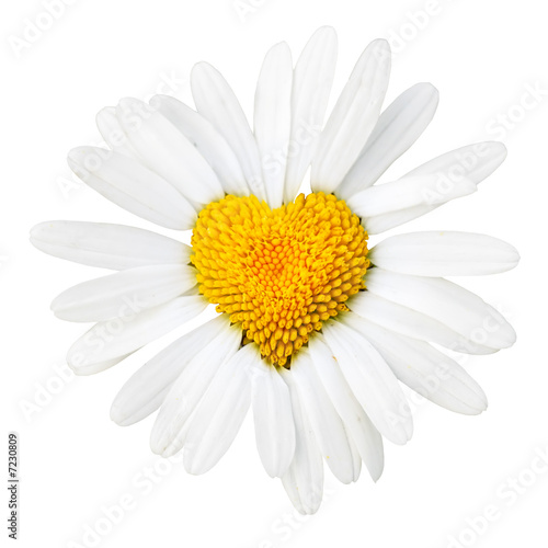 Fotobehang Daisy with heart in center