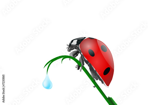Coccinella