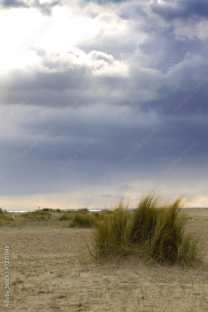 Stormy beach grass