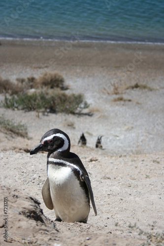 nesting Penguin