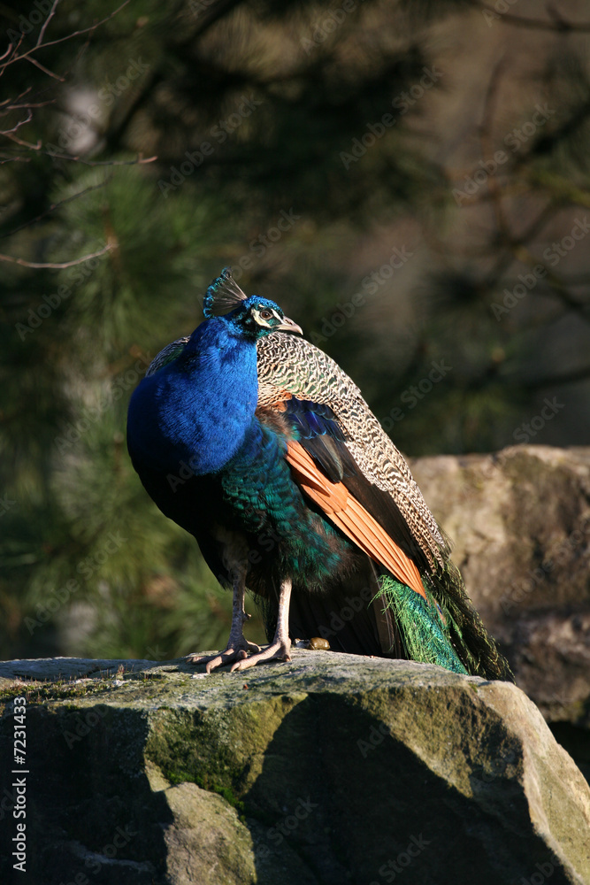 Fototapeta premium Blauer Pfau