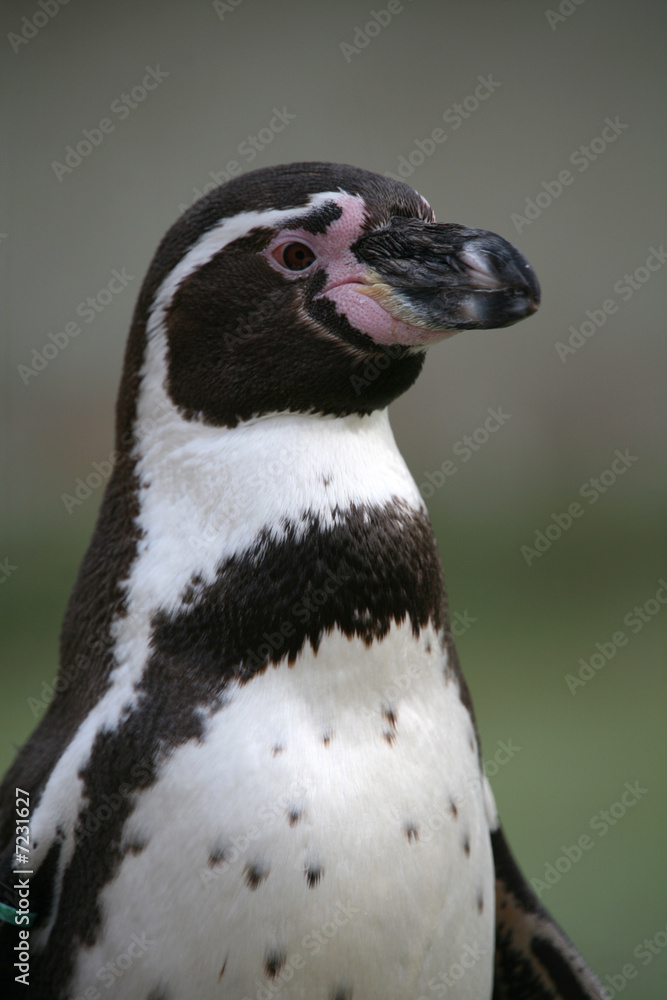 Obraz premium Humboldt-Pinguin