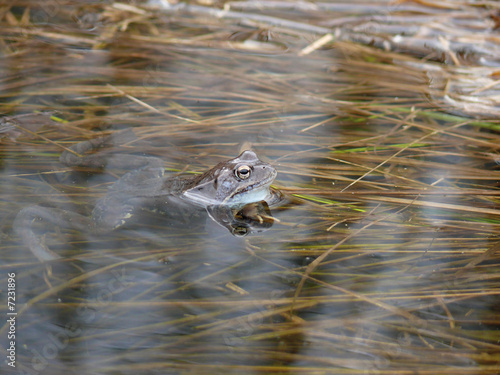 Frog sitting in water. Spring. Village.