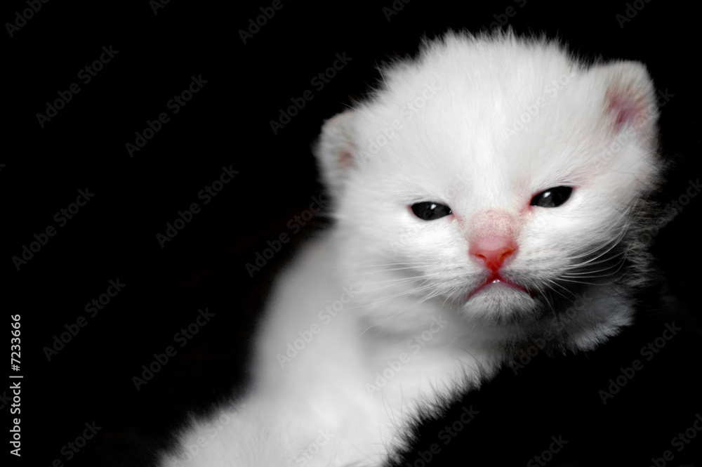 adorable white kitten on a black background adorable white kitten on a black background