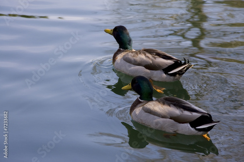 mallard duck pals © robert mobley
