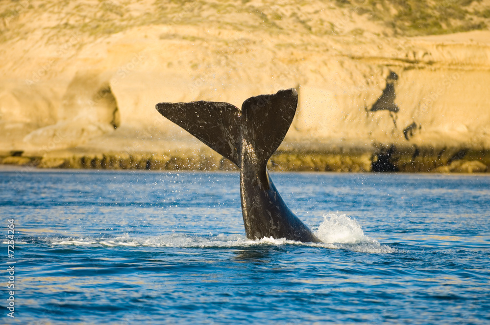 Fototapeta premium Southern right whale in Peninsula Valdes, Patagonia, Argentina