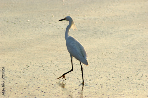 Vogel am Meer in Mexiko © petergoli