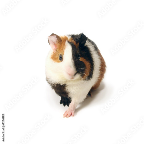 A guinea-pig on a white background.