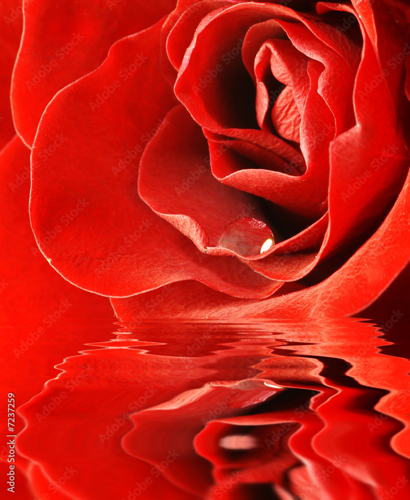 Naklejka premium close up shot of red rose
