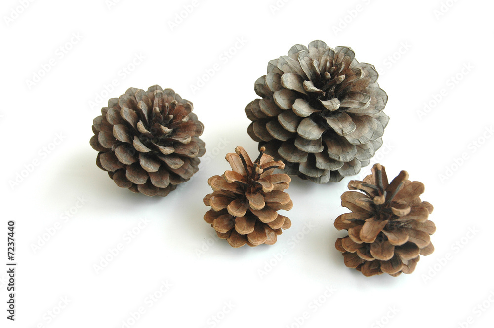 pommes de pin pommes de pin