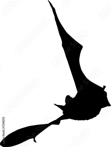 fledermaus