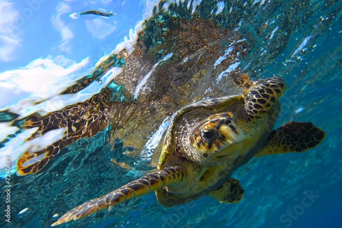 sea turtle
