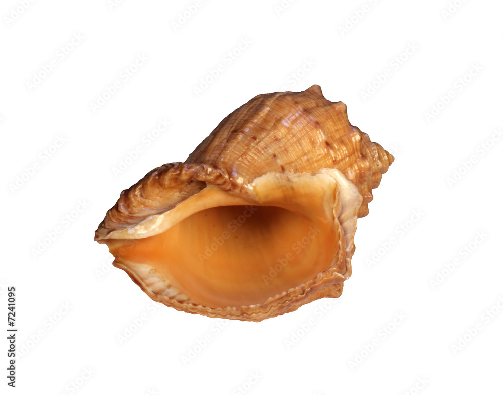 Shell Shell