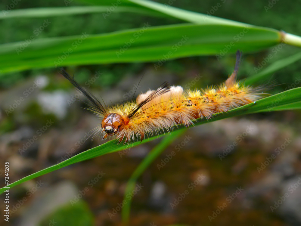 Close-up of Caterpillar 7