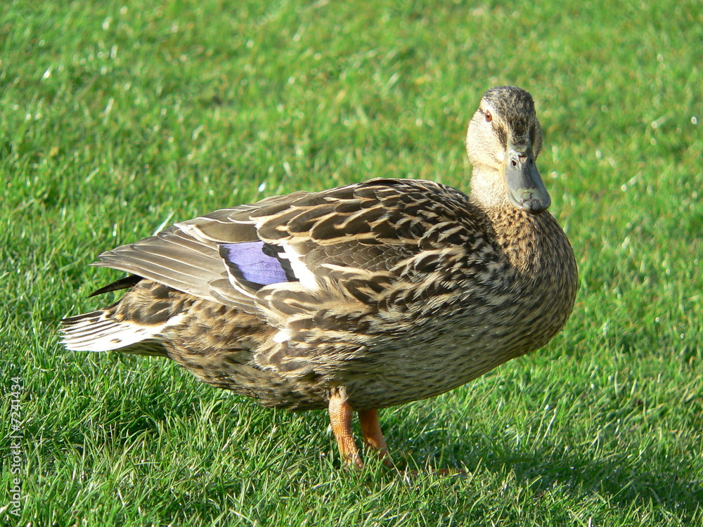 Female duck