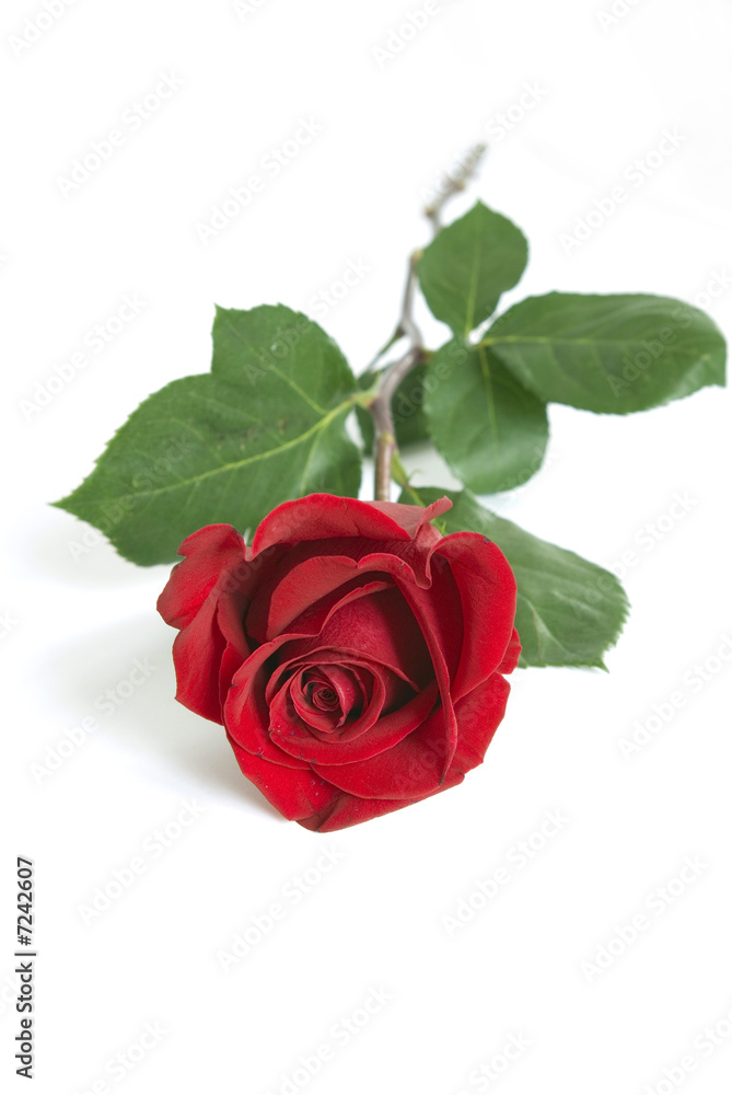 rose on white rose on white