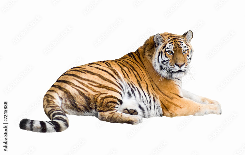 Siberian tiger cutout