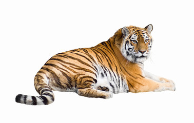 Fotobehang Tijger Siberische tijger op witte achtergrond  © Valerii Kaliuzhnyi