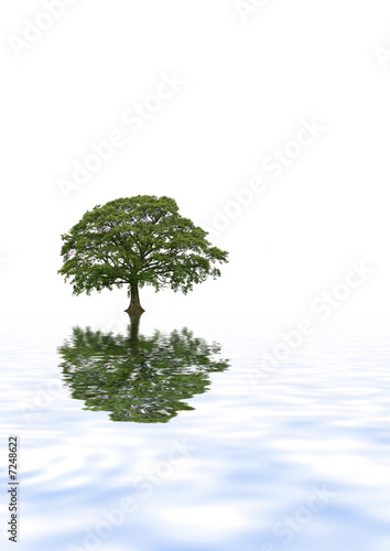 Oak Tree Reflection