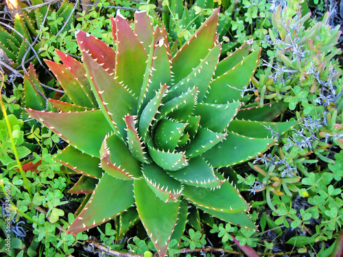 Aloe brevifolia photo