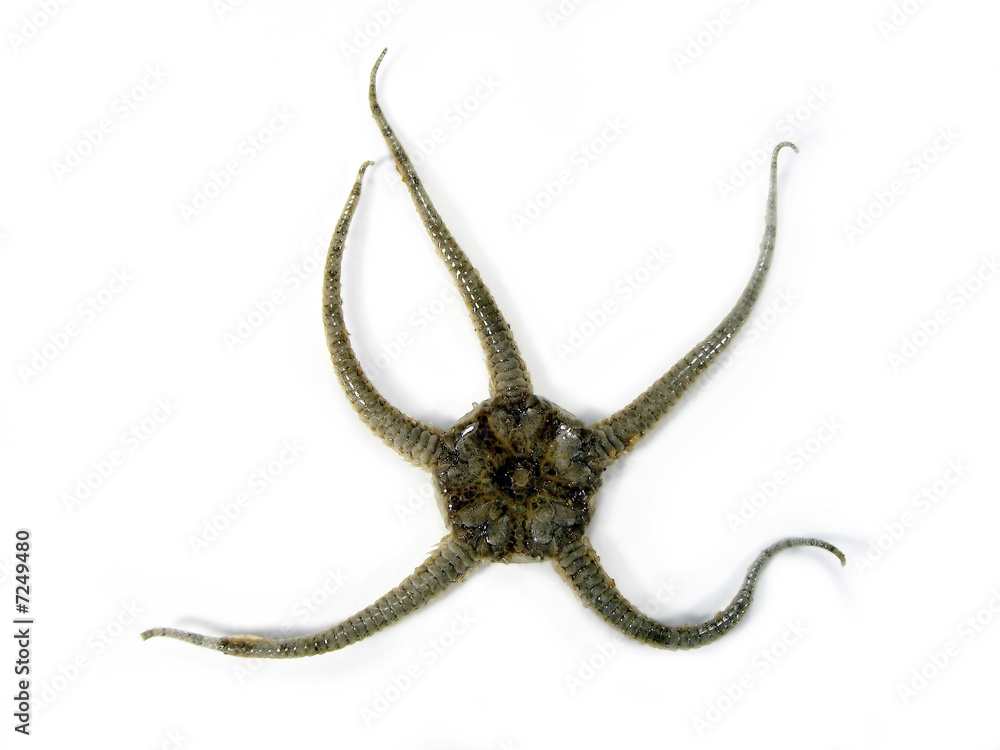 Fototapeta premium Brittle star