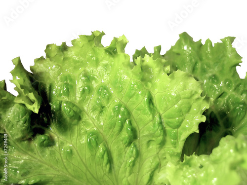 Fresh lettuce photo