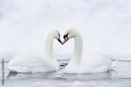 Couple of swans forming heart