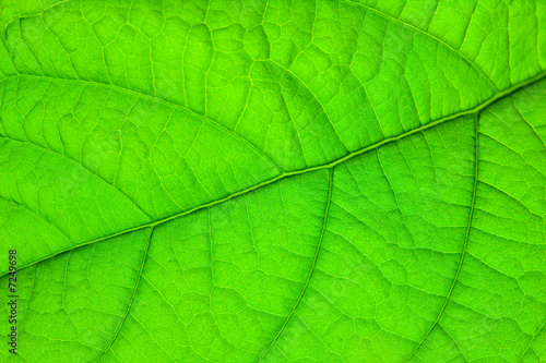structure of green leaf