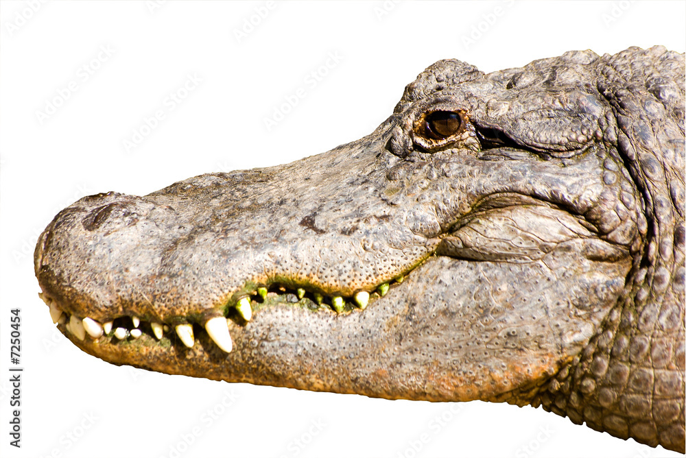 Fototapeta premium Alligator head isolated on white