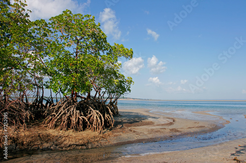 Mangrove tree, Mozambique
