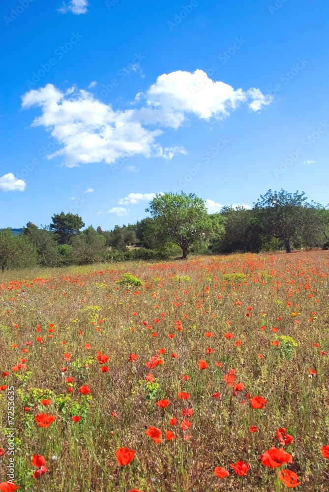 Wildflower fields under a blue sky