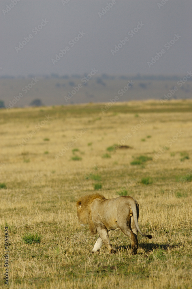 Fototapeta premium African Lions